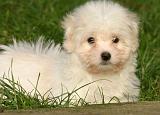 COTON DE TULEAR 014